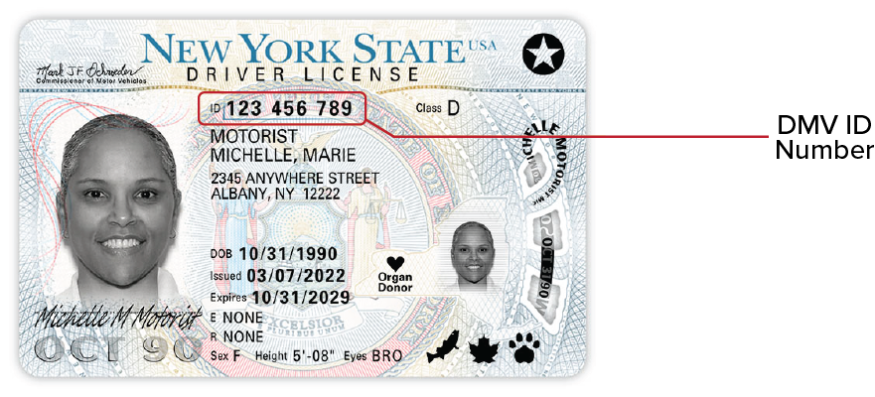 Official sample New York driver license